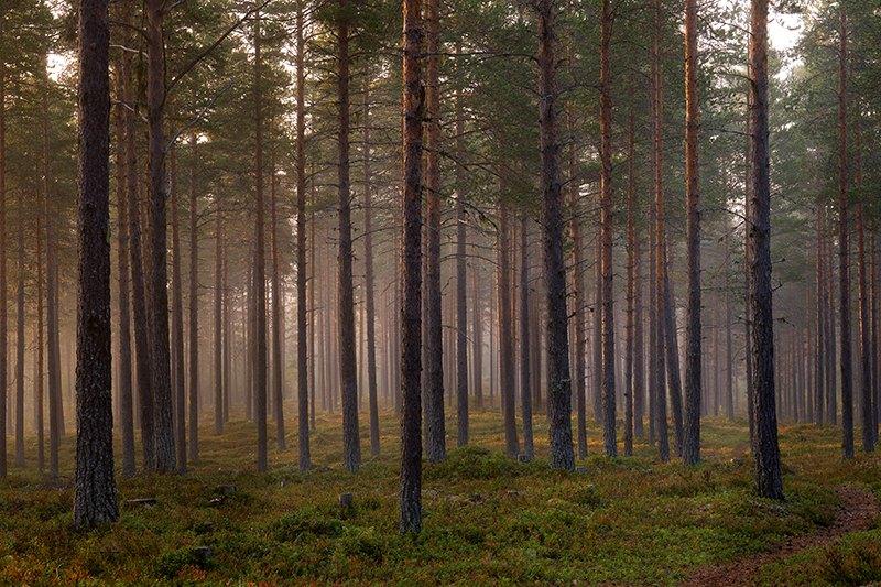 sverige