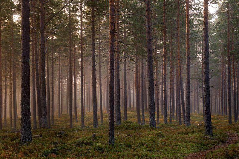 sverige