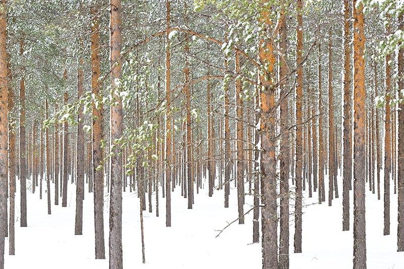 snö