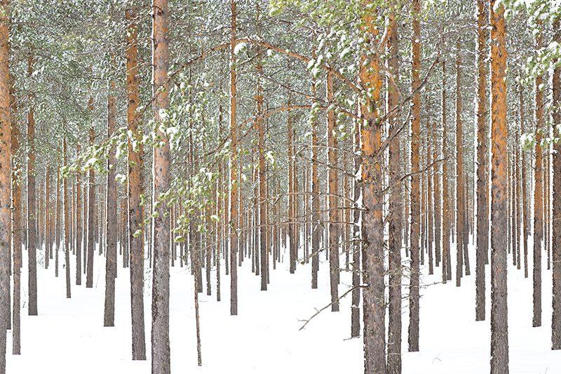 snö